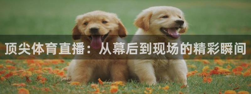 顶尖体育直播：从幕后到现场的精彩瞬间