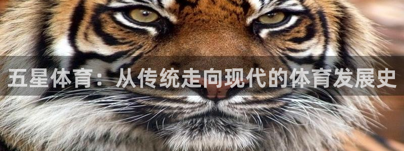 五星体育：从传统走向现代的体育发展史